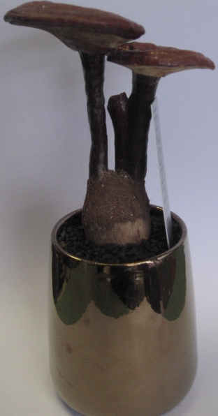 Ganoderma lucidum ekstrakt 50g v prahu, ganoderma lucidum spore,Svetlikava pološčenka,ganoderma,rejši